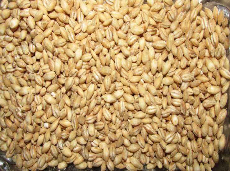 orzo