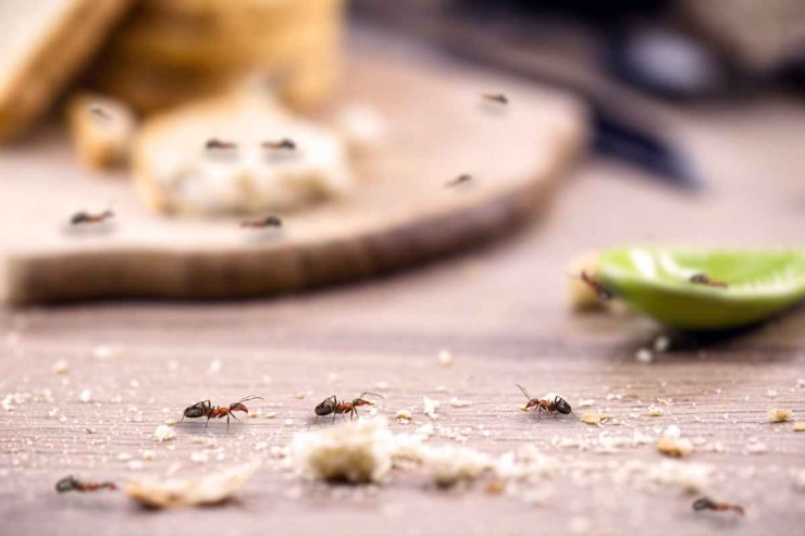 Invasione delle formiche - Telereggiocalabria.it