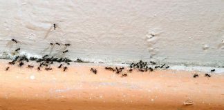 Come eliminare le formiche - Telereggiocalabria.it