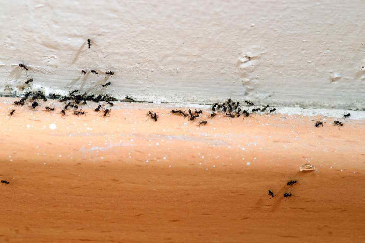 Come eliminare le formiche - Telereggiocalabria.it