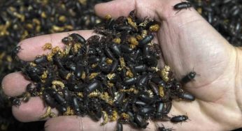 Stanchi dei soliti biscotti, in arrivo sul mercato i biscotti agli insetti: provali