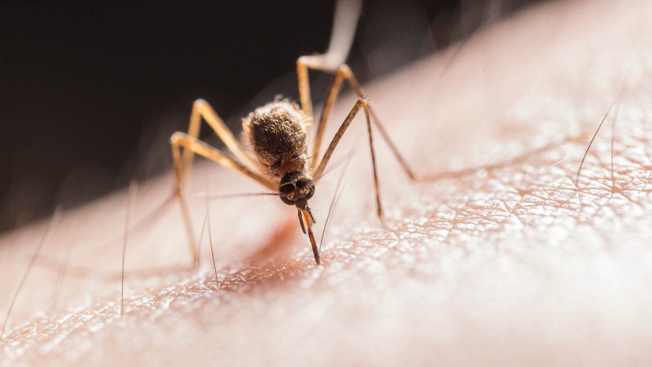 Sono già tornate le zanzare? Ecco come eliminarle con pochi soldi
