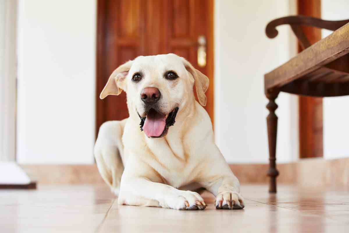 Cane adottato in casa - Telereggiocalabria.it