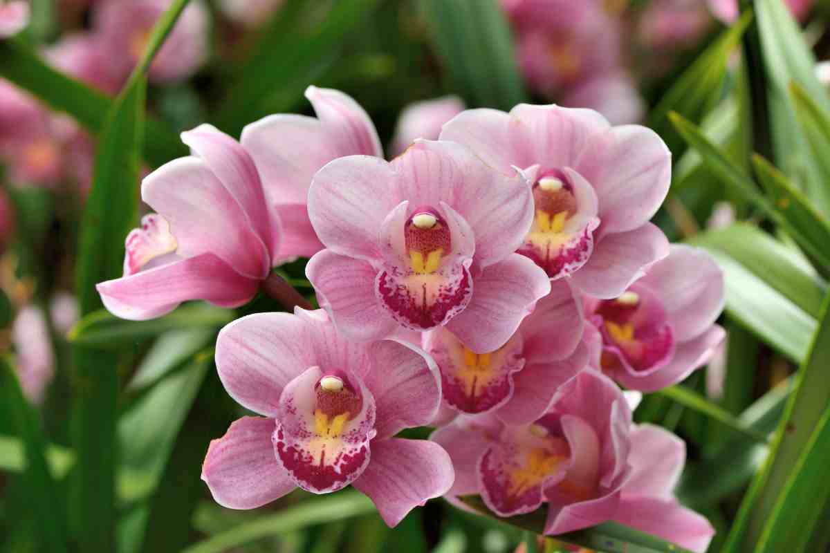 Fertilizzante per orchidee - Telereggiocalabria.it