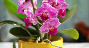 Hai delle orchidee a casa? Ecco dei fertilizzanti da preparare fai da te: risparmi tanto