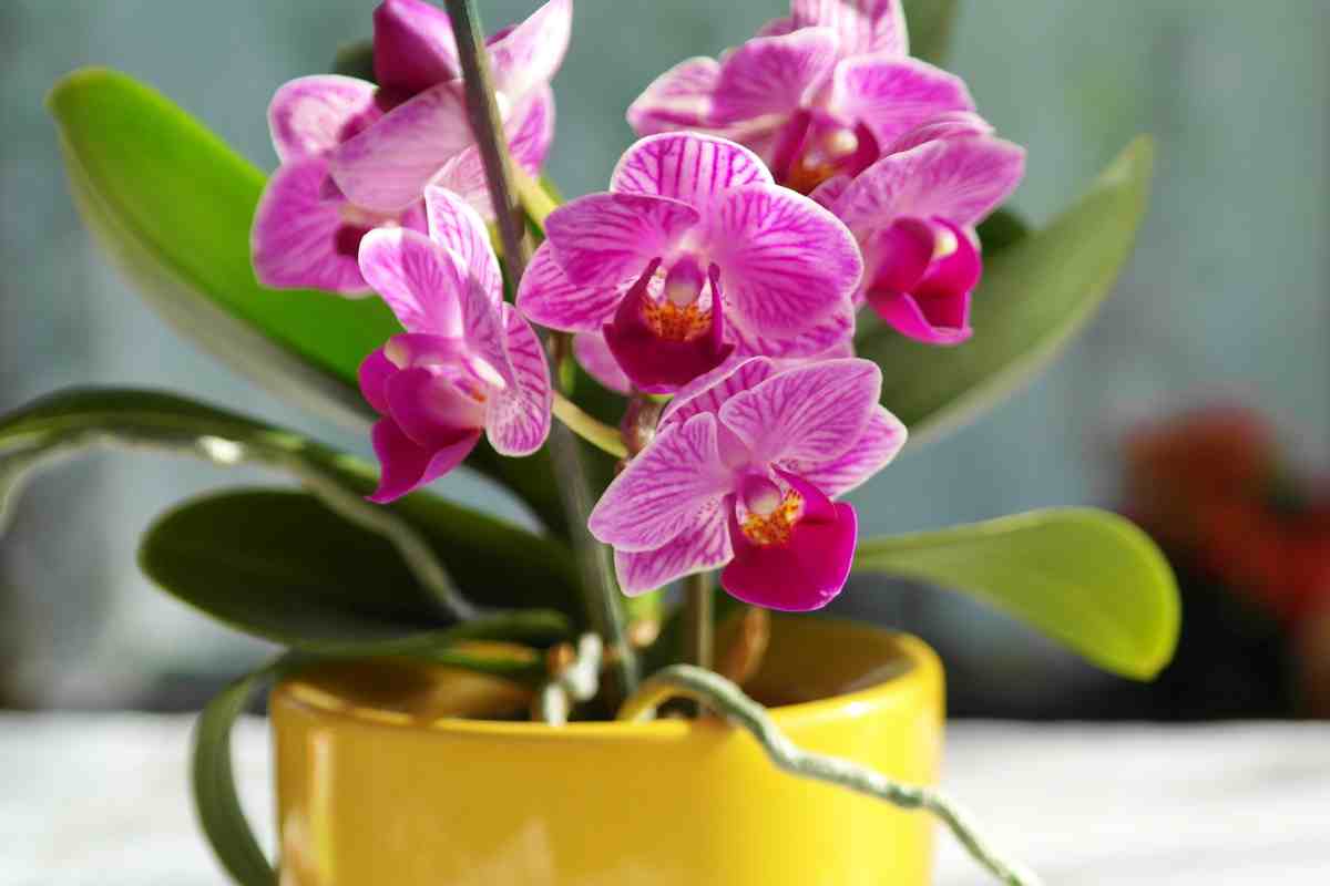 Fertilizzante per orchidee - Telereggiocalabria.it