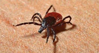 Pulci in casa, tutti i rimedi come riconoscerle ed eliminarle