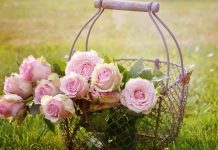 Rose rosa