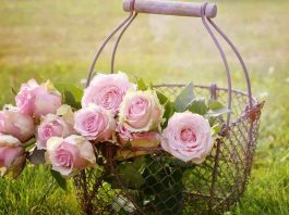 Rose rosa