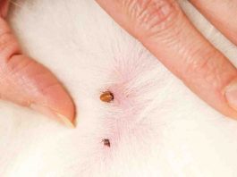Come togliere una zecca dal cane - Telereggiocalabria.it
