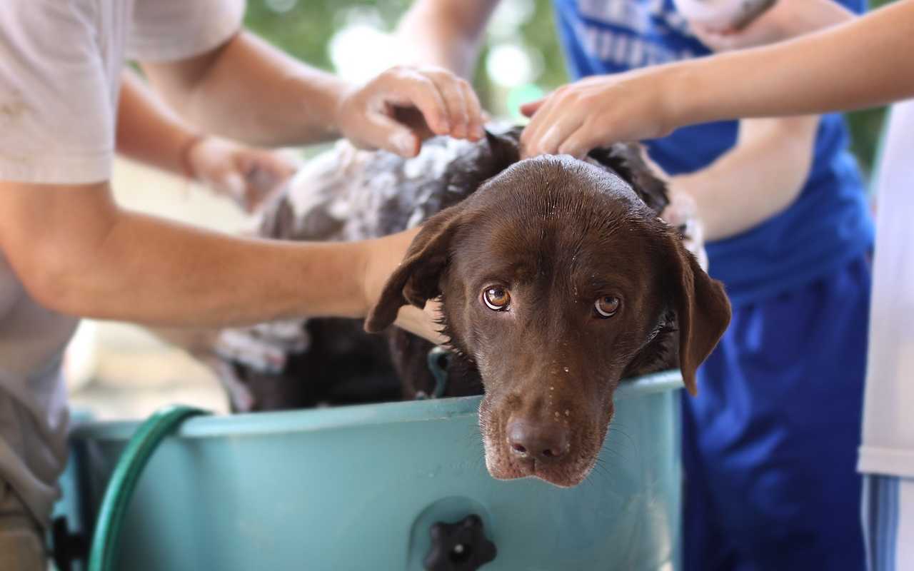 come e quanto lavare il tuo cane 25072023 telereggiocalabria