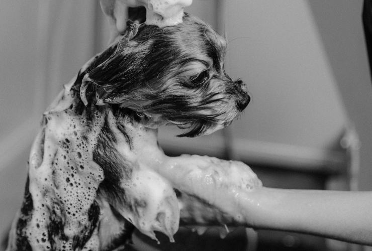 lavare il cane con i prodotti giusti 25052023 telereggiocalabria