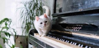 musica per gatti scoprila su YouTube 20052023 telereggiocalabria