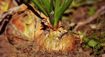 Coltivi cipolle, ecco i 3 errori da non fare