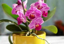 Orchidee rigogliose come ottenerle - Telereggiocalabria.it