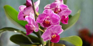 Orchidee rigogliose come ottenerle - Telereggiocalabria.it